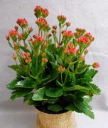 6" Kalanchoe Blooming Assortment